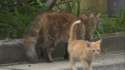 Photographer mauled by cat.webm