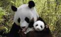 s-Cute-baby-panda.jpg