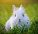 s-Cute-bunny.jpg