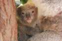s-Koala.jpg