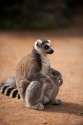 s-Laid-back-lemur.jpg