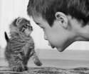s-No-more-meows.jpg