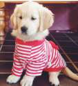 s-pup.png
