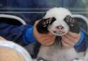 s-PUPPIES.jpg