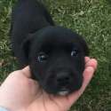 s-PUPPY.jpg