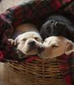 s-Puppy-basket..png