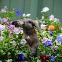 s-smell-the-flowers.jpg