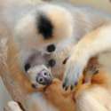 s-Smiling-monkey.jpg