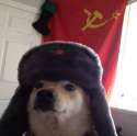 russian-dog-doge-communist-russia-1421240491F.jpg