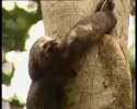 wild dog attacks tree-panda.webm