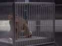 stupid_monkey.webm