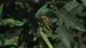1423569914380.webm