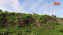 lions bring down zebra.webm