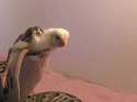 Snek.webm