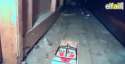 squirrel vs mousetrap.webm