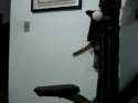 fappy cat.webm