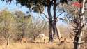 dropbear catches a sheep.webm