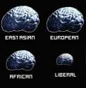 brains.jpg