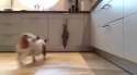 dog-gfys.webm