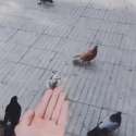 1466468158707.webm