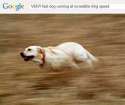 Sprint quick dogger.jpg