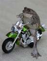 biker-toad.1200124486305.jpg