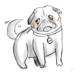 chubby pug.jpg