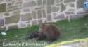 booboo gets back.webm