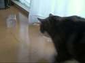 idiot cat.webm