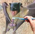 Bat Touch.jpg