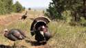 1464345430314.webm