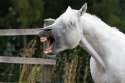 crying-horse.jpg