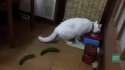 CatVsCucumber.webm