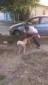 jumping rottweiler.webm