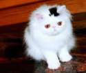 cat-markings-2.jpg