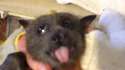 dog eating berries.webm
