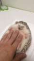 1494356895789.webm