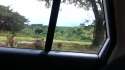 Friendly Lion.webm