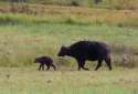lions bring down goat.webm