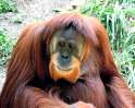 orangutan5.jpg