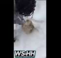 1459069035596.webm