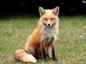 foxes-0a.jpg