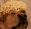spaghetdoggo.jpg