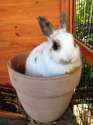 s-A-Pot-Of-Bunny.jpg