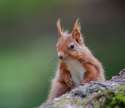 s-A-squirrely-look..jpg