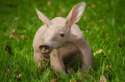 s-Baby-aardvark.jpg
