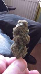 IMAG0281.jpg