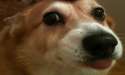 Dogg.png
