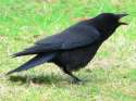 crowb.jpg