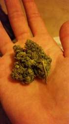 bud.jpg